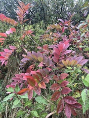 Toxicodendron vernix