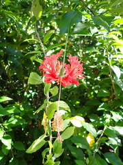 Hibiscus schizopetalus