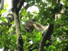 Sciurus deppei
