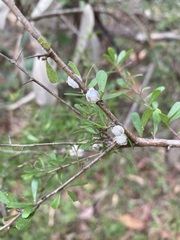 Ceroplastes