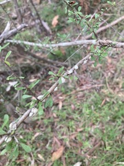 Ceroplastes