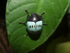 Platyphora haroldi