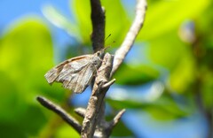Libytheana carinenta