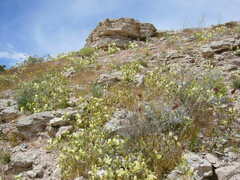 Mohavea confertiflora