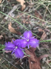 Thysanotus tuberosus