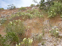 Mohavea confertiflora