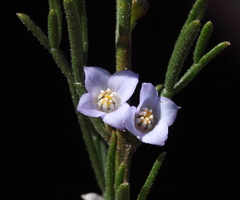Cyanothamnus ramosus anethifolia
