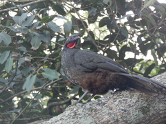 Penelope superciliaris