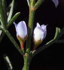 Cyanothamnus ramosus anethifolia