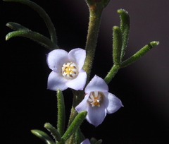 Cyanothamnus ramosus anethifolia