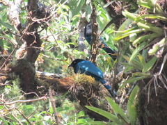 Cyanocorax melanocyaneus