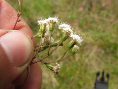 Ageratina gracilis