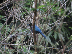 Cyanocorax melanocyaneus