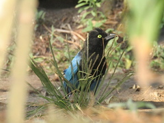 Cyanocorax melanocyaneus