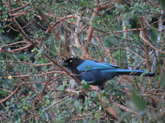 Cyanocorax melanocyaneus