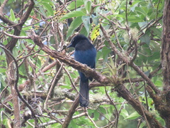 Cyanocorax melanocyaneus