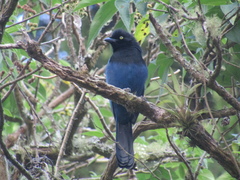 Cyanocorax melanocyaneus