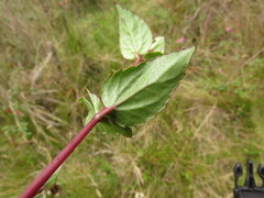 Ageratina gracilis
