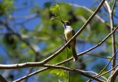 Myiarchus tyrannulus