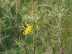 Berkheya pinnatifida
