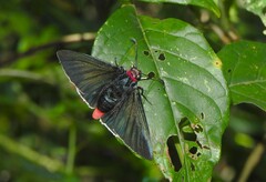 Pyrrhopyge charybdis