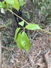 Cissus hypoglauca