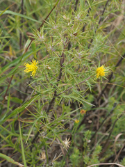 Berkheya pinnatifida