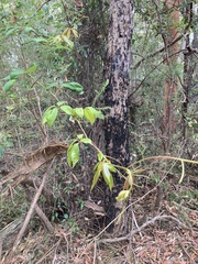 Cissus hypoglauca
