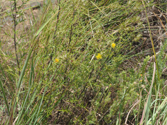 Berkheya pinnatifida