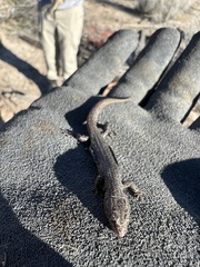 Xantusia vigilis