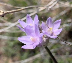 Dipterostemon capitatus pauciflorus