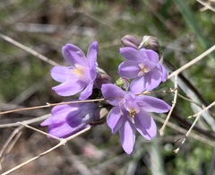 Dipterostemon capitatus pauciflorus