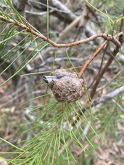 Hakea gibbosa