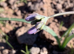 Dipterostemon capitatus pauciflorus