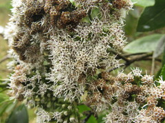 Ageratina tinifolia