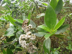Ageratina tinifolia