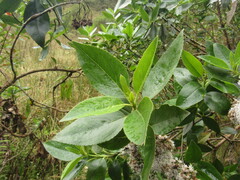 Ageratina tinifolia