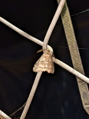 Phigalia denticulata