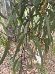 Muellerina eucalyptoides