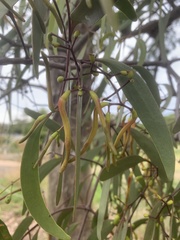Muellerina eucalyptoides