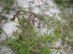Lyperia lychnidea