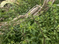 Rorippa cantoniensis