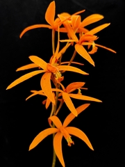 Cattleya cinnabarina