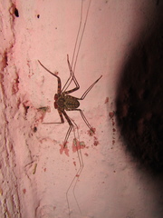 Paraphrynus laevifrons