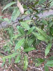 Elaeocarpus reticulatus