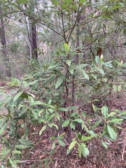 Elaeocarpus reticulatus