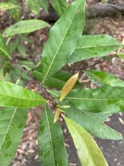 Elaeocarpus reticulatus