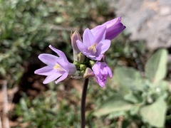 Dipterostemon capitatus pauciflorus