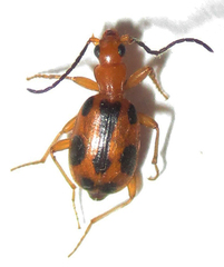 Brachinus leprieuri
