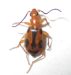 Brachinus leprieuri